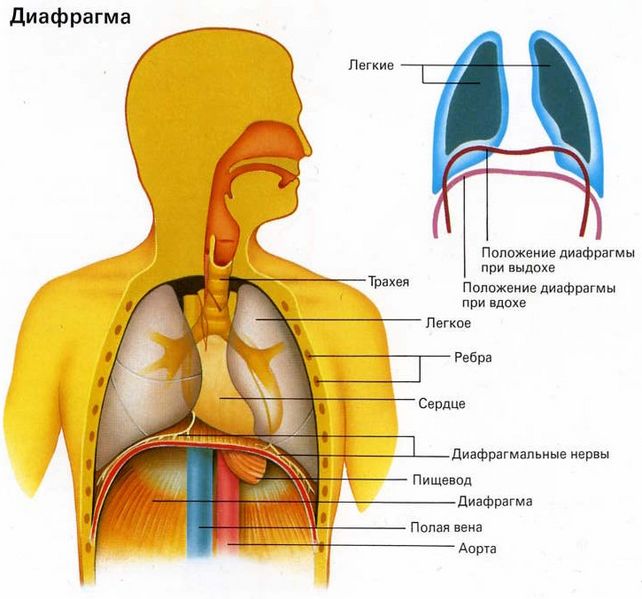 Файл:Diafragma.jpg